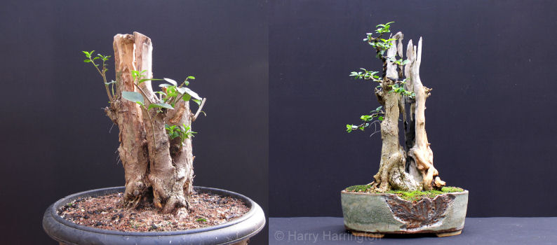 privet bonsai